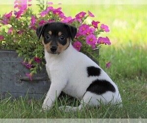 Fox Terrier (Toy) Puppy for sale in FREDERICKSBG, OH, USA
