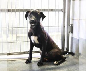 Labrador Retriever-Unknown Mix Dogs for adoption in San Antonio, TX, USA