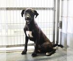 Small Labrador Retriever Mix