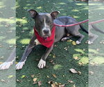 Small #16 Staffordshire Bull Terrier