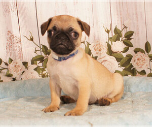 Pug Puppy for sale in PENNS CREEK, PA, USA
