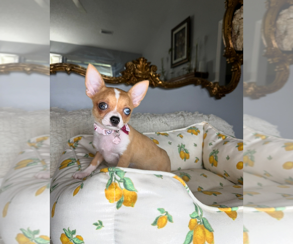 Medium Photo #4 Chihuahua Puppy For Sale in CHARLOTTE, NC, USA