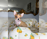 Small #3 Chihuahua