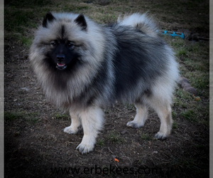 Father of the Keeshond puppies born on 10/25/2023