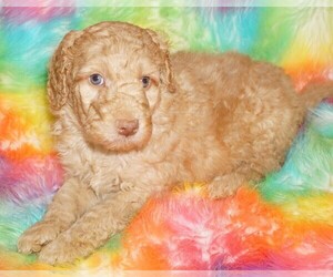 Labradoodle Puppy for sale in LA HABRA, CA, USA