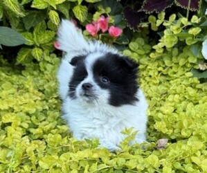 Pomeranian Puppy for sale in CURTISS, WI, USA