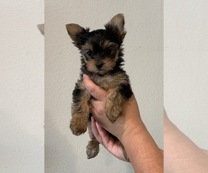 Yorkshire Terrier Puppy for sale in LOMITA, CA, USA