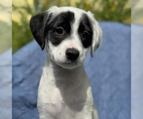 Medium Photo #4 Colonial Cocker Spaniel-Unknown Mix Puppy For Sale in San Diego, CA, USA