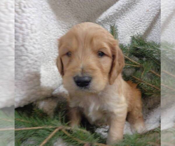 Medium Photo #5 Goldendoodle Puppy For Sale in THORP, WI, USA