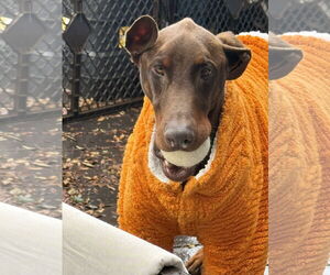 Doberman Pinscher Dogs for adoption in Buffalo, MN, USA