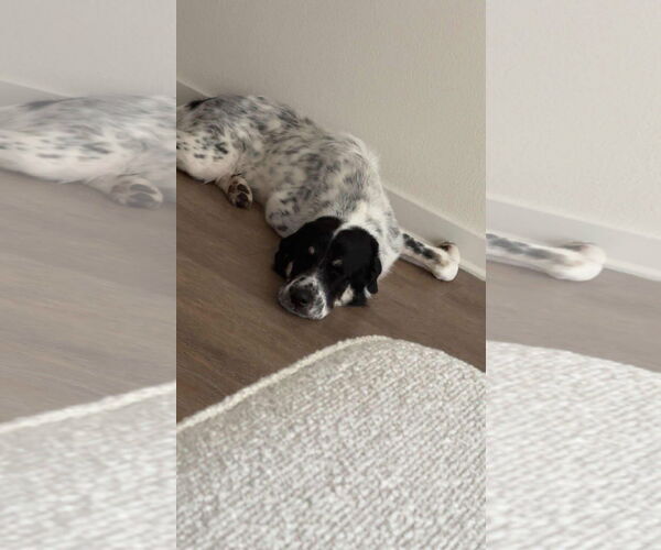 Medium Photo #3 Anatolian Shepherd-Great Pyrenees Mix Puppy For Sale in Dallas, TX, USA