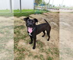 Small #12 Mutt