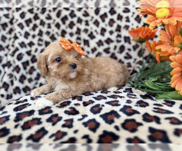 Medium Photo #6 Cavapoo (Miniature) Puppy For Sale in LAKELAND, FL, USA