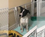 Small Photo #4 Labrador Retriever-Unknown Mix Puppy For Sale in Slidell, LA, USA