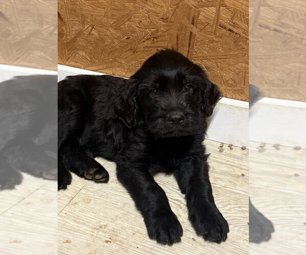 Medium Photo #2 Golden Retriever-Unknown Mix Puppy For Sale in Bolivar, MO, USA