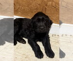 Small #1 Golden Retriever Mix