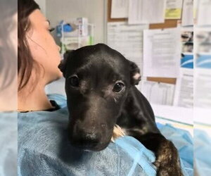 Mutt Dogs for adoption in Bolivar, MO, USA