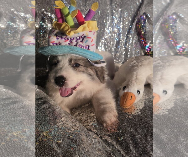 Medium Photo #2 Great Pyrenees Puppy For Sale in Spring, TX, USA