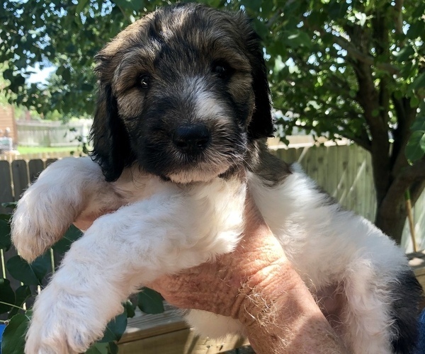 Medium Photo #1 Pyredoodle Puppy For Sale in GEORGETOWN, TX, USA