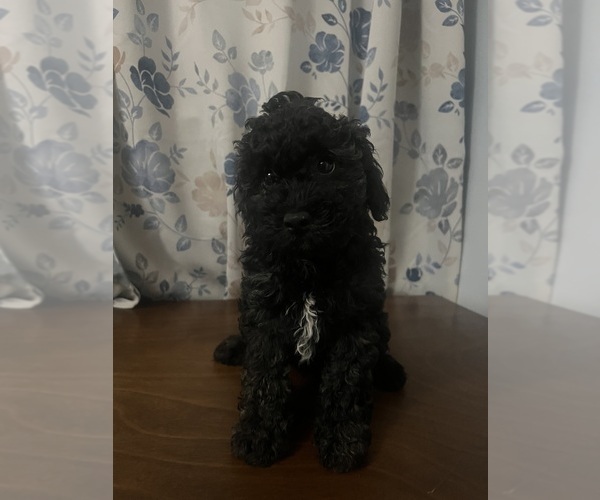 Medium Photo #4 Cockapoo Puppy For Sale in DURHAM, CT, USA