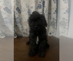 Small #3 Cockapoo