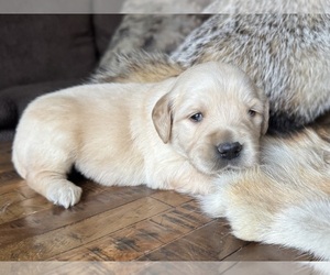 Golden Retriever Puppy for sale in FORDLAND, MO, USA