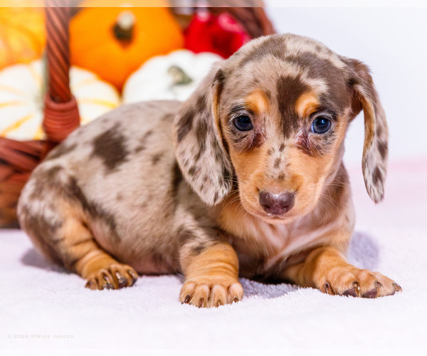 Medium Photo #2 Dachshund Puppy For Sale in WAKARUSA, IN, USA