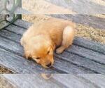 Small Photo #7 Golden Retriever Puppy For Sale in LEON, KS, USA