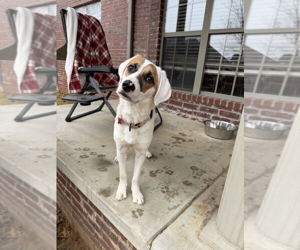 Medium Photo #12 Mutt Puppy For Sale in Boston, MA, USA