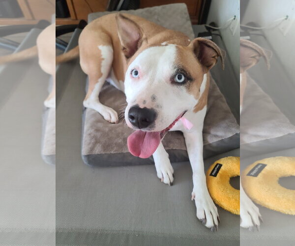 Medium Photo #5 American Pit Bull Terrier Puppy For Sale in Chandler, AZ, USA