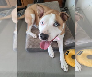 LOKI #11 - Female American Pit Bull Terrier Dog for Adoption - Photo #5