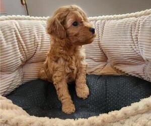 Goldendoodle (Miniature) Puppy for sale in EASLEY, SC, USA
