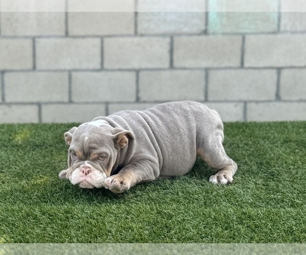 Medium Photo #33 English Bulldog Puppy For Sale in UNIVERSAL CITY, CA, USA