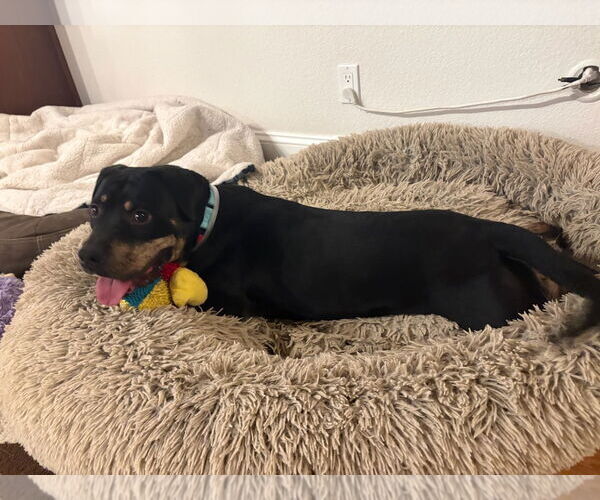 Medium Photo #5 Rottweiler-Unknown Mix Puppy For Sale in Woodland Hills, CA, USA