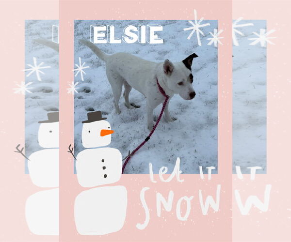 Medium Photo #1 Mutt Puppy For Sale in Walnutport, PA, USA