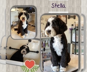 Mother of the Sheepadoodle puppies born on 12/16/2021
