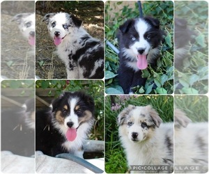 Australian Shepherd Puppy for Sale in ACTON, California USA