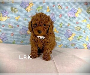 Poodle (Toy) Puppy for sale in WINNSBORO, LA, USA