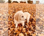 Small Photo #2 Goldendoodle Puppy For Sale in CEDAR HILL, TN, USA
