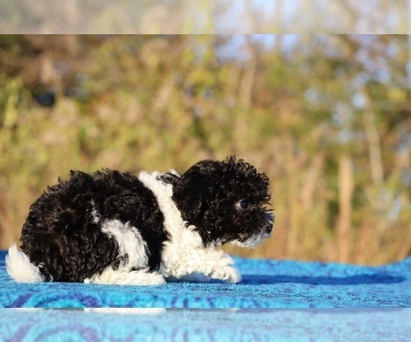 Medium Photo #5 Goldendoodle (Miniature) Puppy For Sale in DYERSBURG, TN, USA