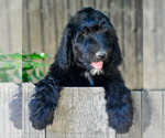 Puppy Ernie Sheepadoodle