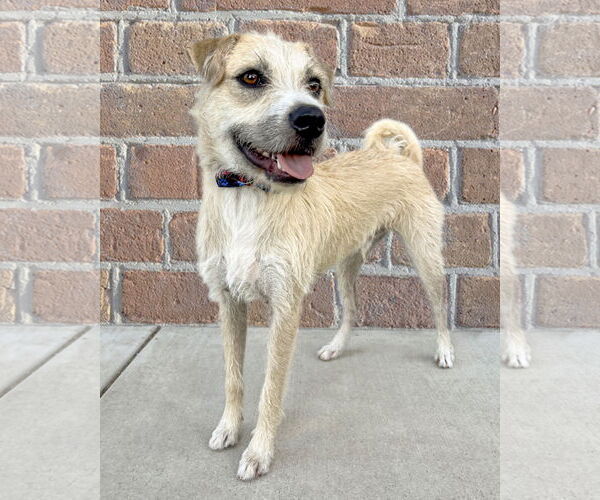 Medium Photo #4 American Staffordshire Terrier-Unknown Mix Puppy For Sale in Corona, CA, USA