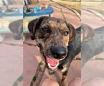 Small #4 Australian Shepherd-Retriever  Mix