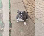 Small #9 Bulldog Mix