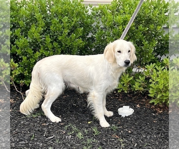 Medium Photo #1 English Cream Golden Retriever Puppy For Sale in FRANKLINTON, NC, USA
