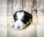 Small Photo #6 Miniature Australian Shepherd Puppy For Sale in OPELIKA, AL, USA