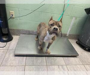 American Staffordshire Terrier-Unknown Mix Dogs for adoption in Grand Prairie, TX, USA