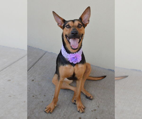Medium Photo #4 German Shepherd Dog-Unknown Mix Puppy For Sale in McKinney, TX, USA