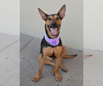 Small #3 German Shepherd Dog Mix