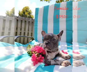 French Bulldog Puppy for sale in SAINT AUGUSTINE, FL, USA